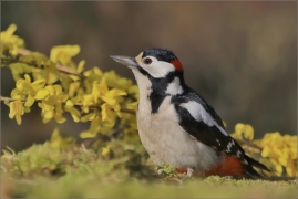 <p>STRAKAPOUD VELKÝ (Dendrocopos major) ---- /Great spotted woodpecker – Buntspecht/</p>